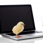 laptop-chickens